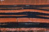 Polished Tiger Iron Stromatolite - ( Billion Years) #75856-1